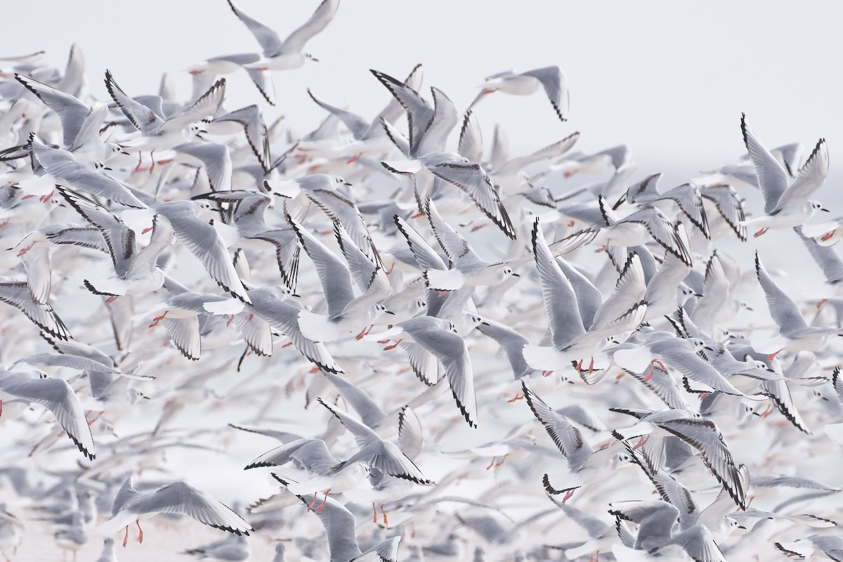 Bonaparte's Gull - Mason Currier