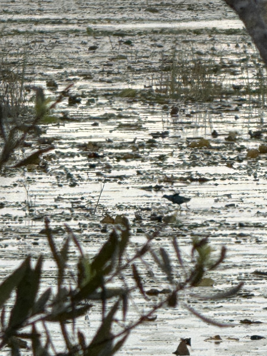 Purple Gallinule - ML631591733