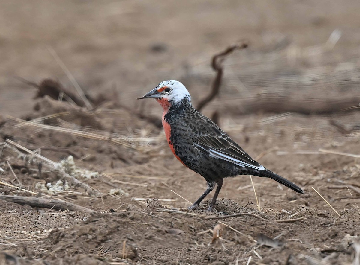 Long-tailed Meadowlark - ML631591735