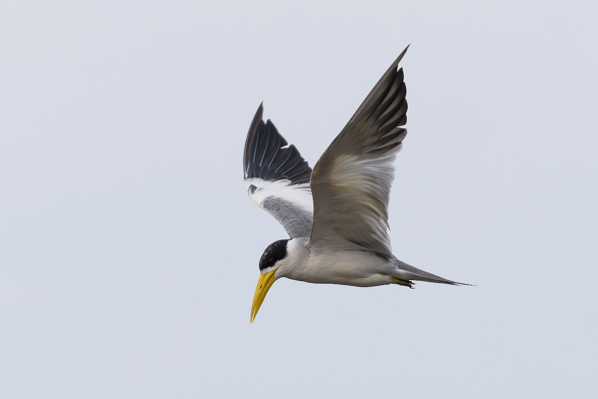 Large-billed Tern - ML631591770