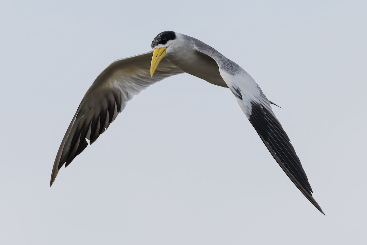 Large-billed Tern - ML631591771