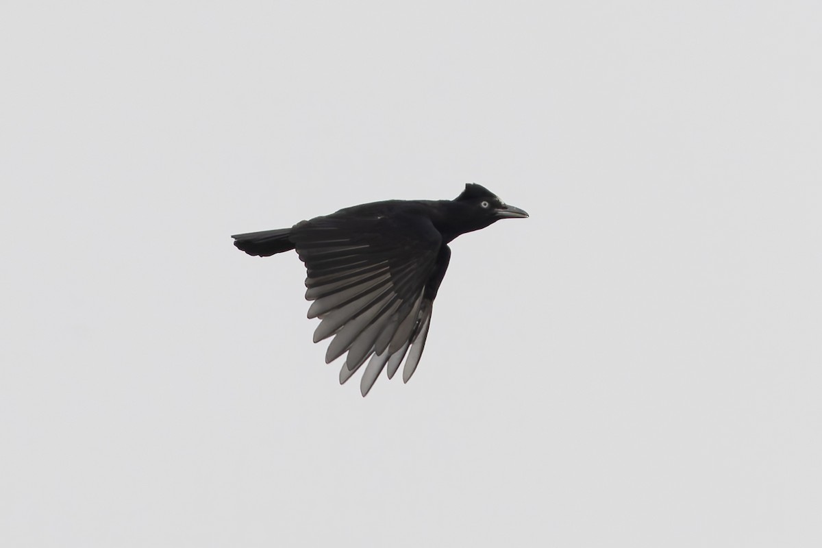 Amazonian Umbrellabird - ML631591782