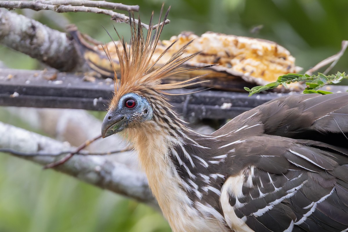 Hoatzin - ML631591829
