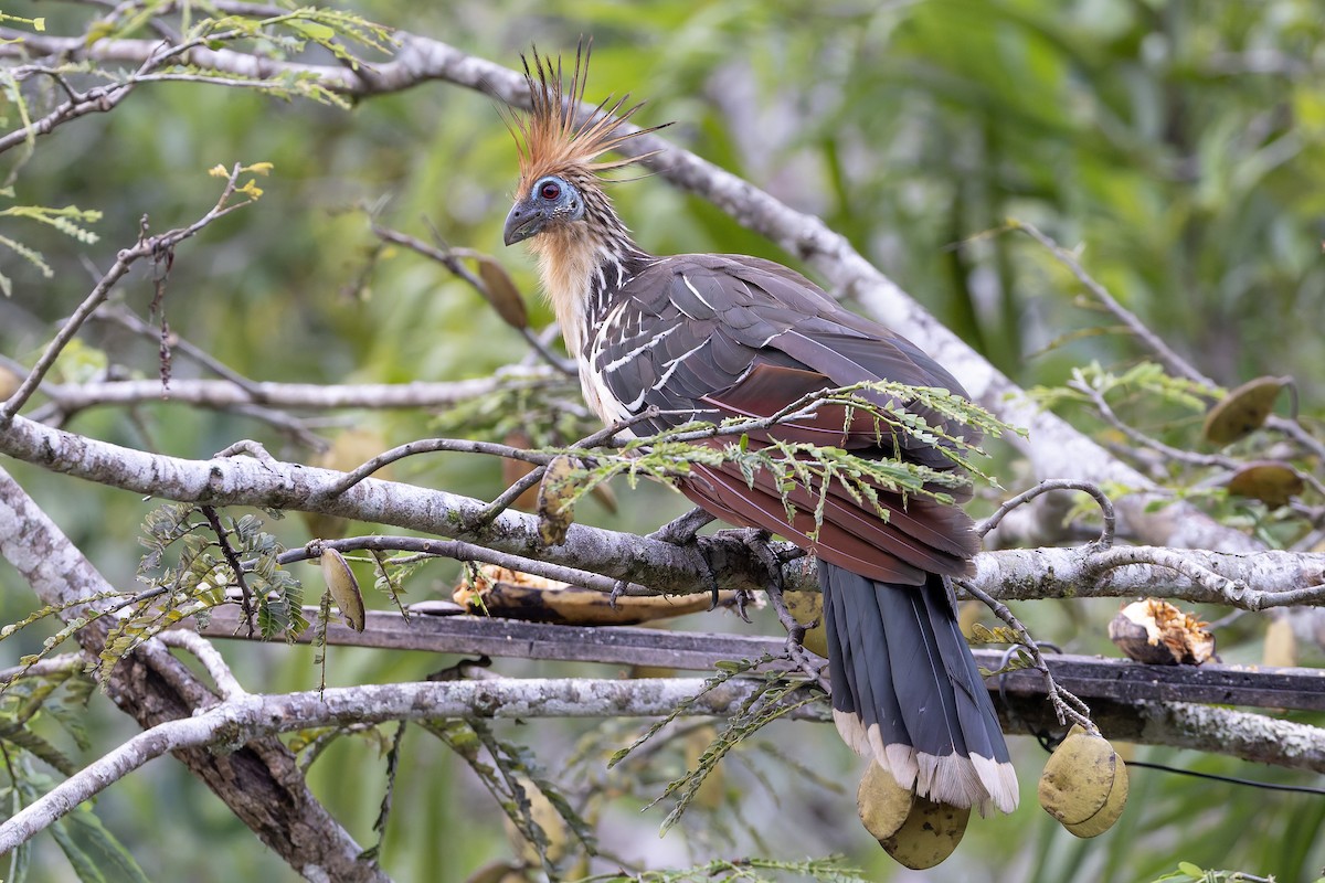 Hoatzin - ML631591831