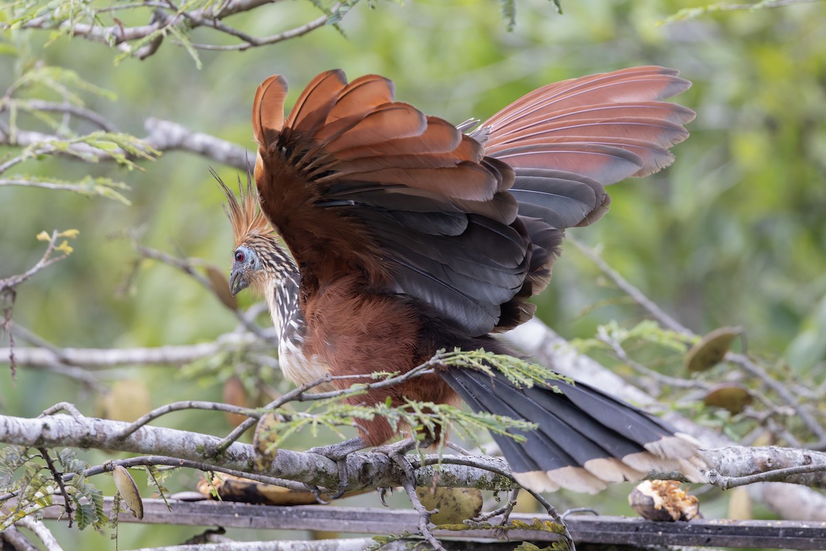 Hoatzin - ML631591832