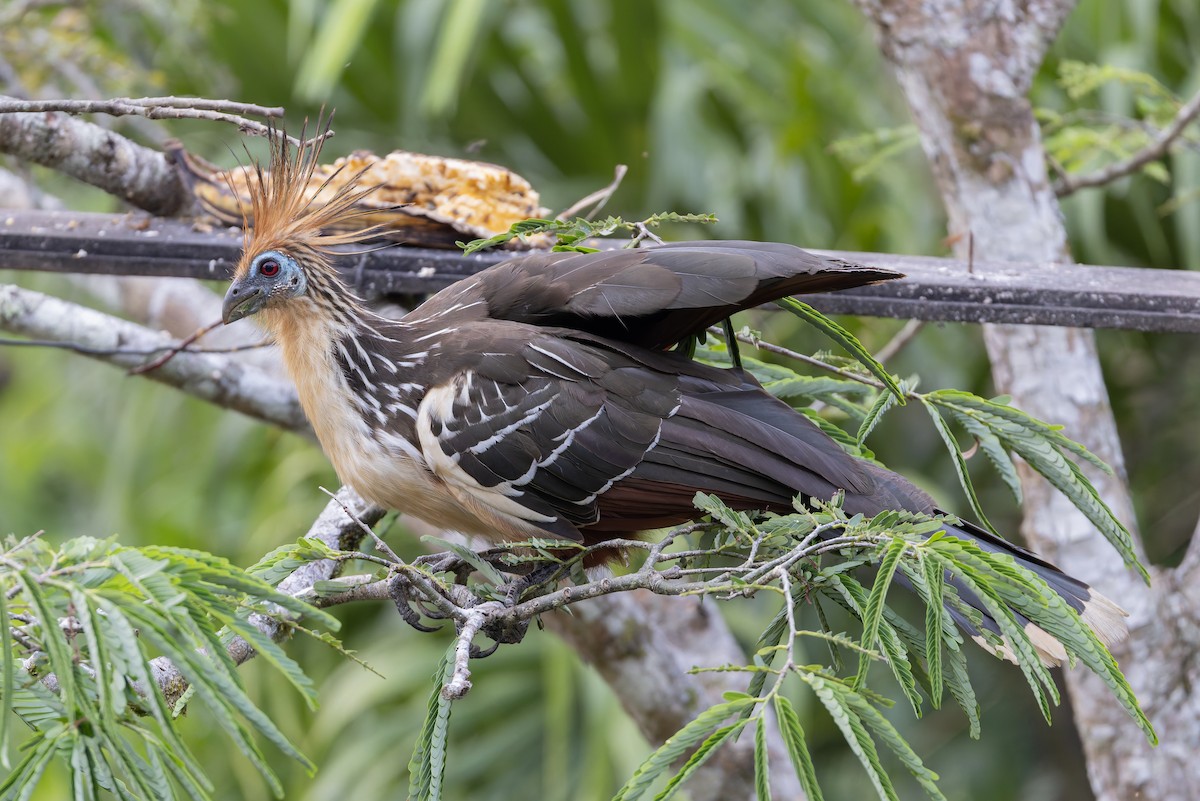 Hoatzin - ML631591833