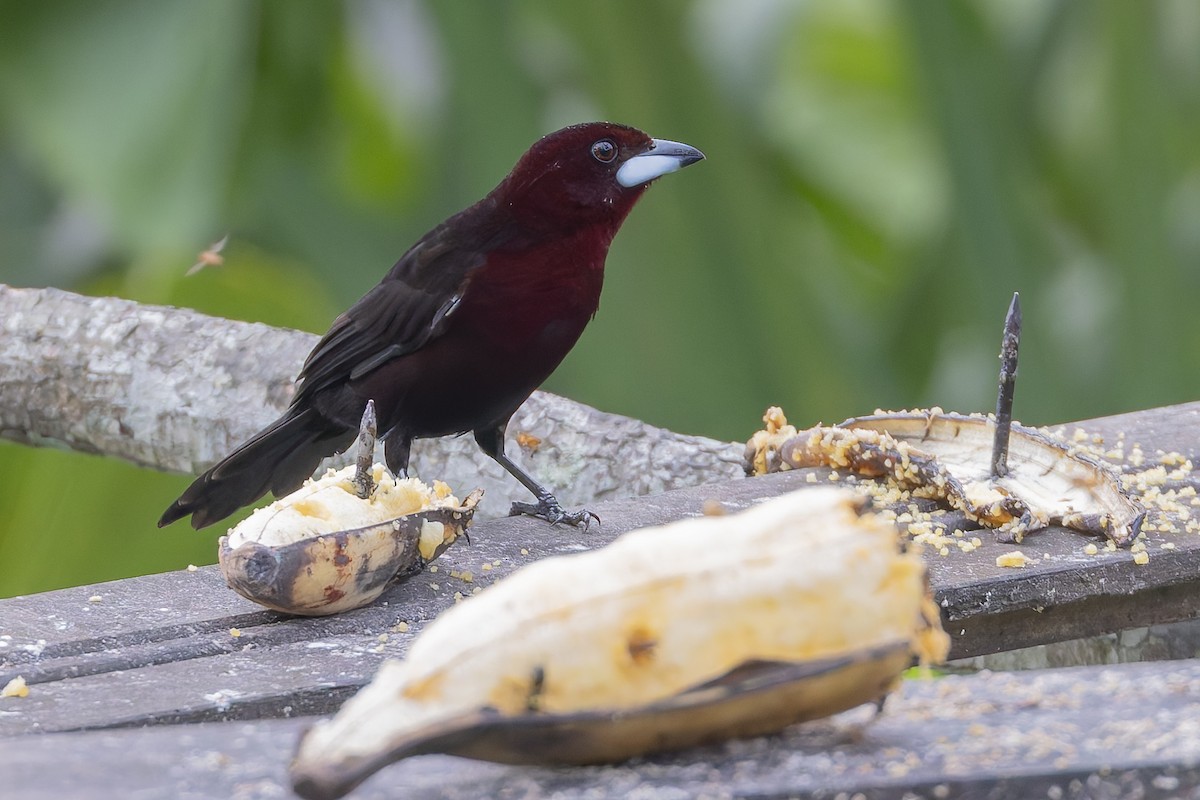 Silver-beaked Tanager - ML631591844