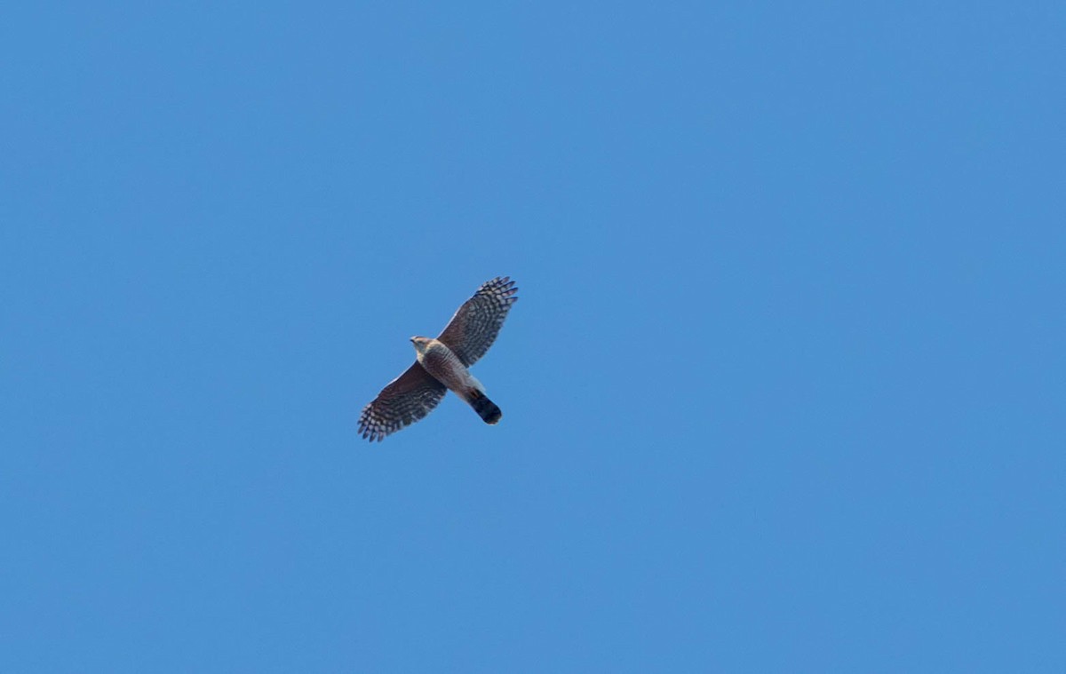 Cooper's Hawk - ML631591850