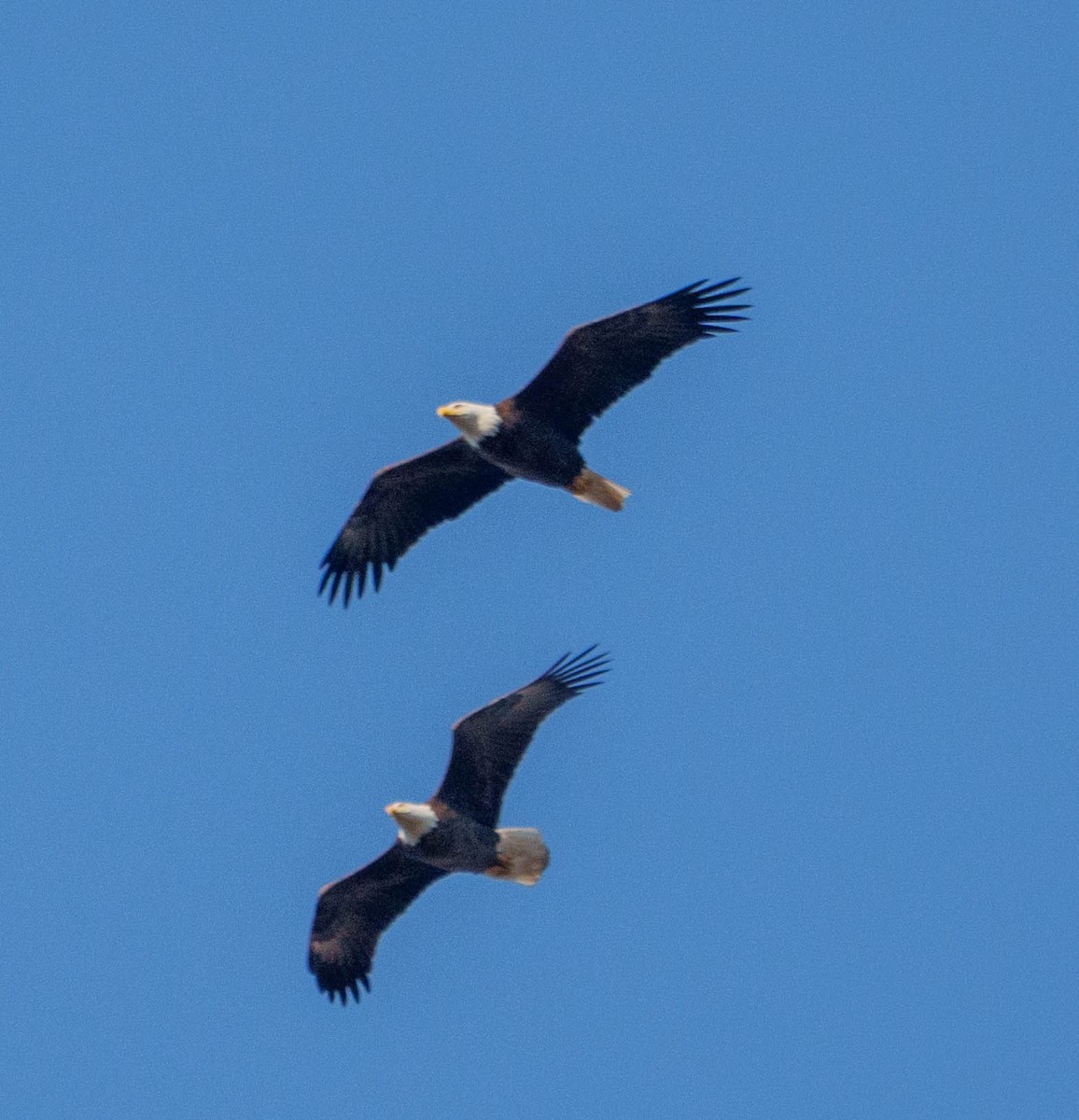 Bald Eagle - ML631591870