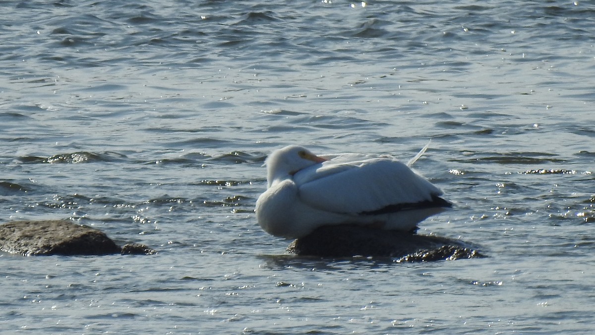 American White Pelican - ML631591902