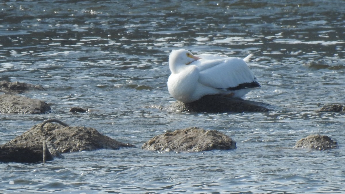 American White Pelican - ML631591903