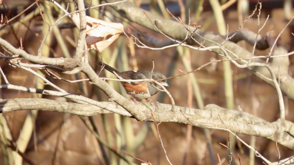 Eastern Towhee - ML631592110