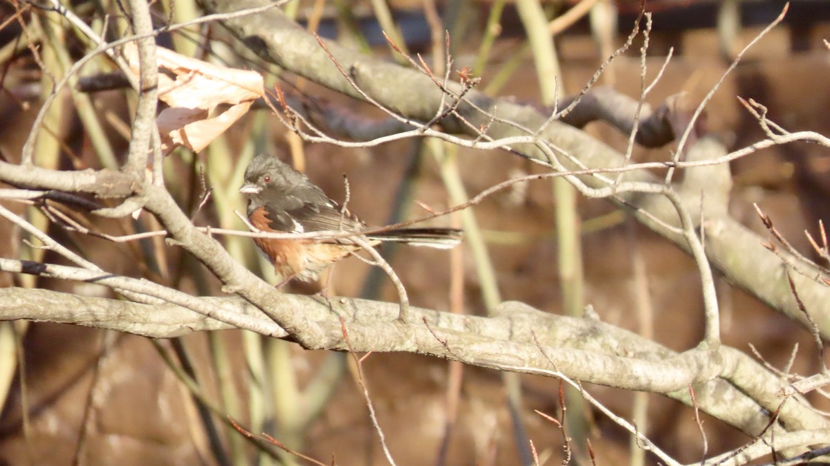 Eastern Towhee - ML631592119