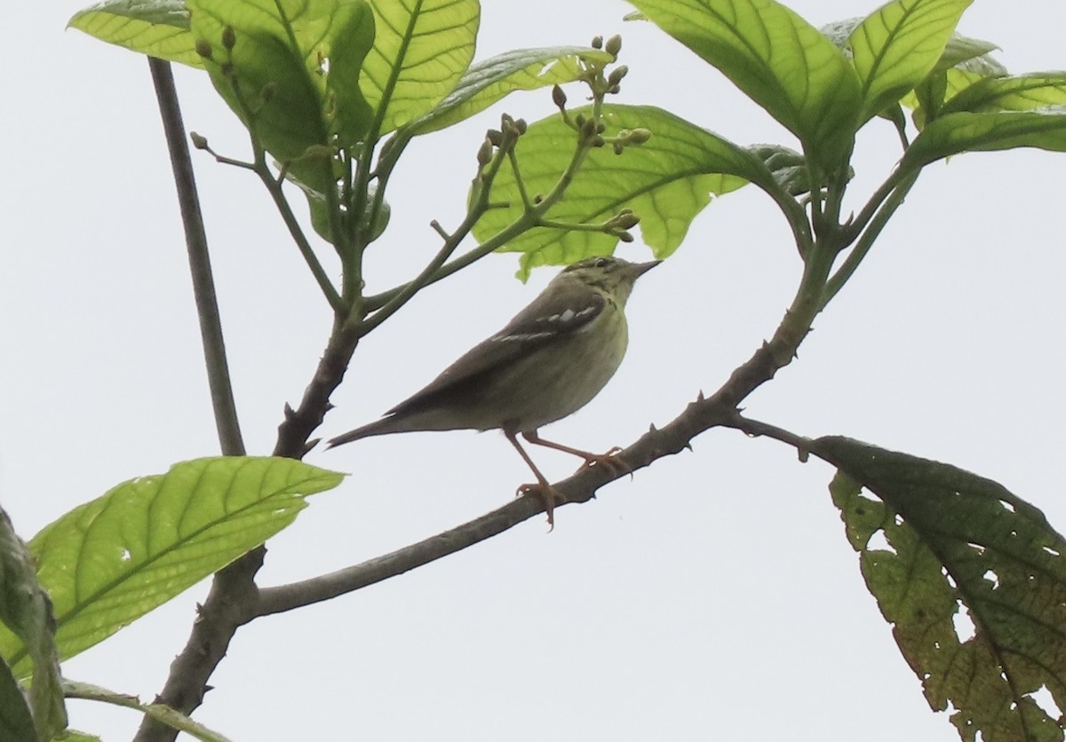 Blackpoll Warbler - ML631592151