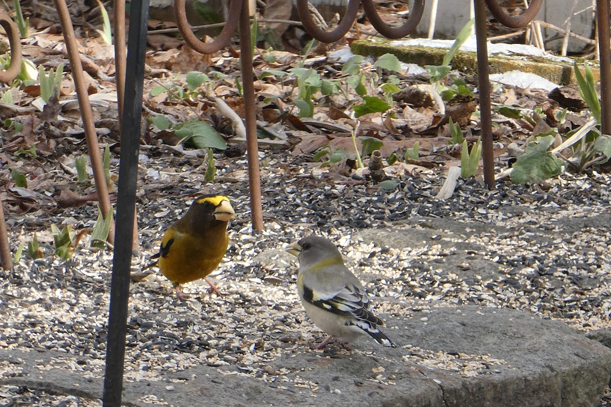 Evening Grosbeak - ML631592166