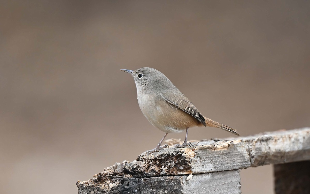 Southern House Wren - ML631592219