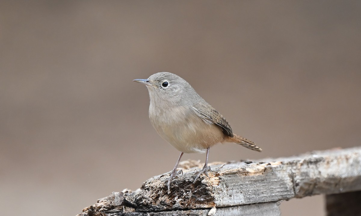 Southern House Wren - ML631592239