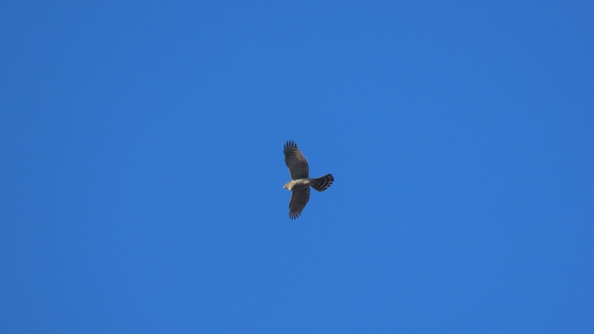 Cooper's Hawk - ML631592252