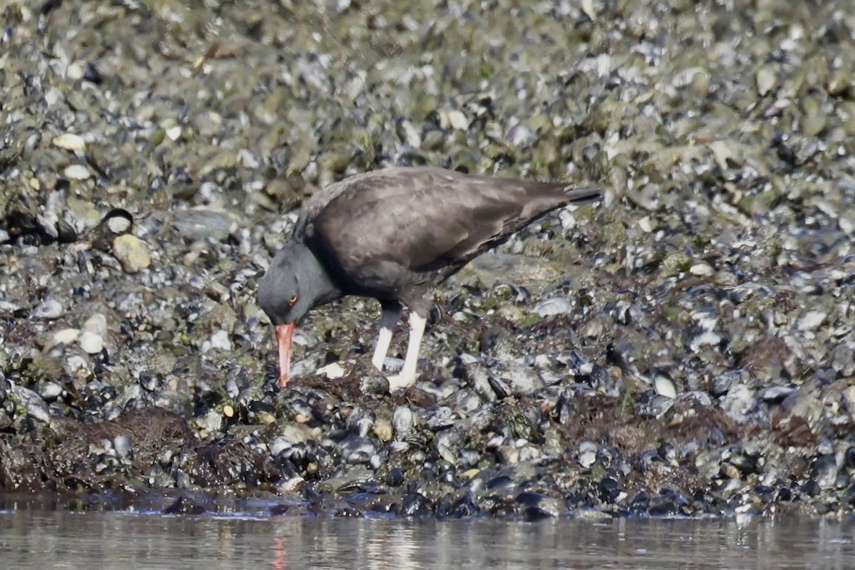Blackish Oystercatcher - ML631592278