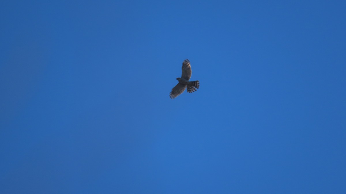 Cooper's Hawk - ML631592299