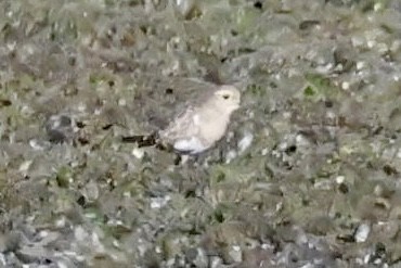 Rufous-chested Dotterel - ML631592303