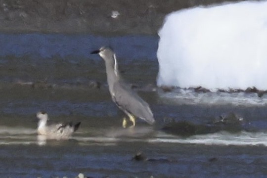 Ногоовор зашин - ML631592319