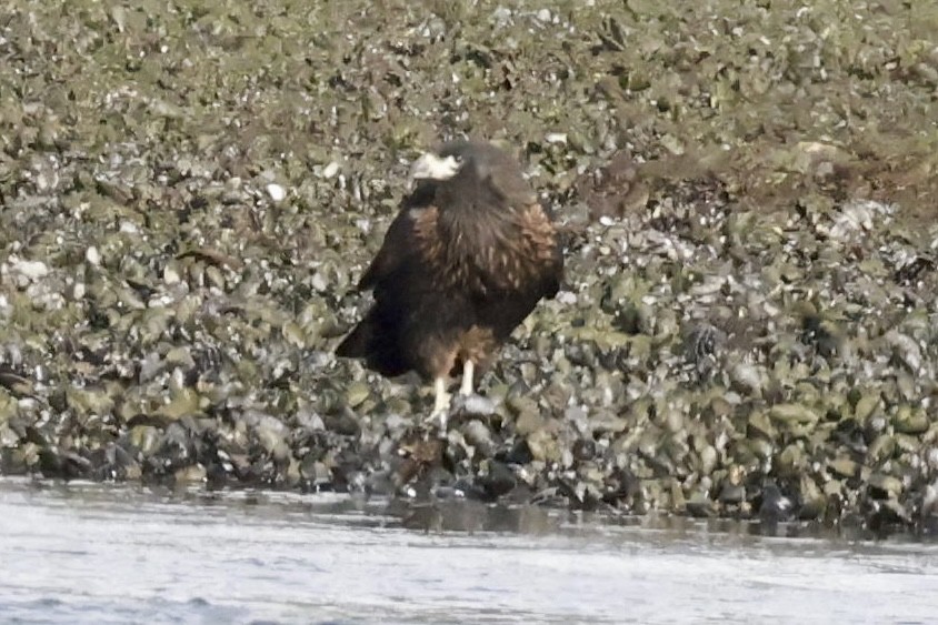 Striated Caracara - ML631592332