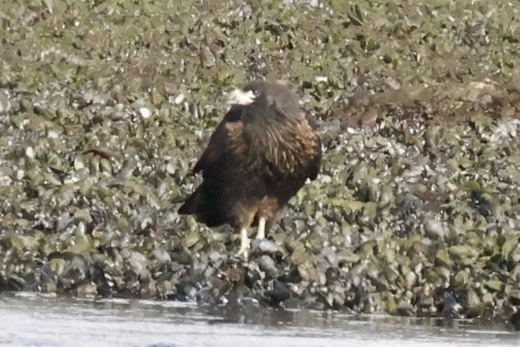 Striated Caracara - ML631592333