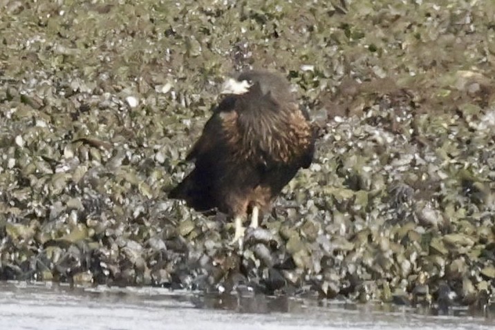 Striated Caracara - ML631592334