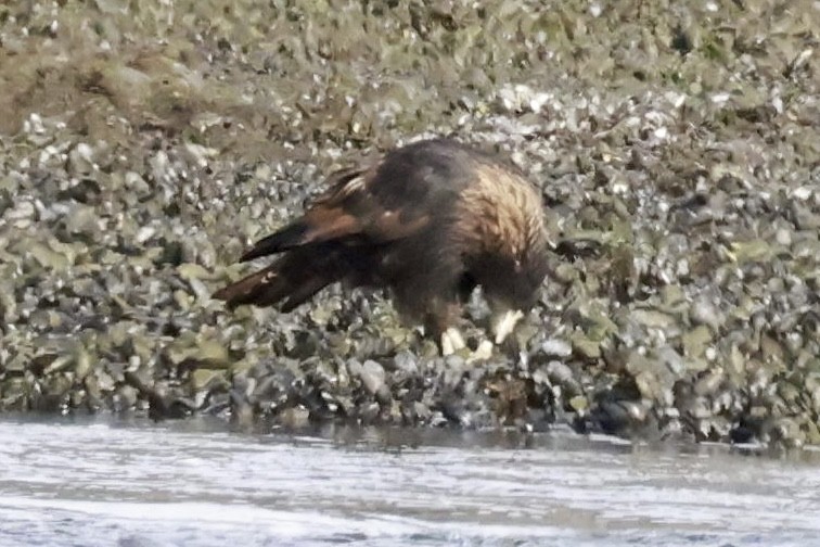 Striated Caracara - ML631592336