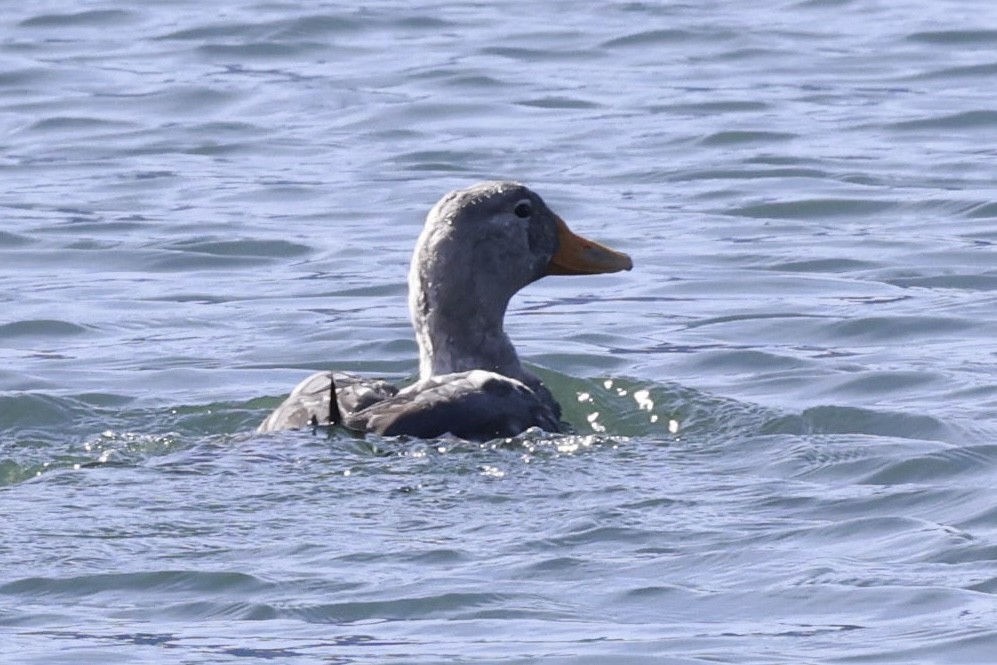 Flightless Steamer-Duck - ML631592358