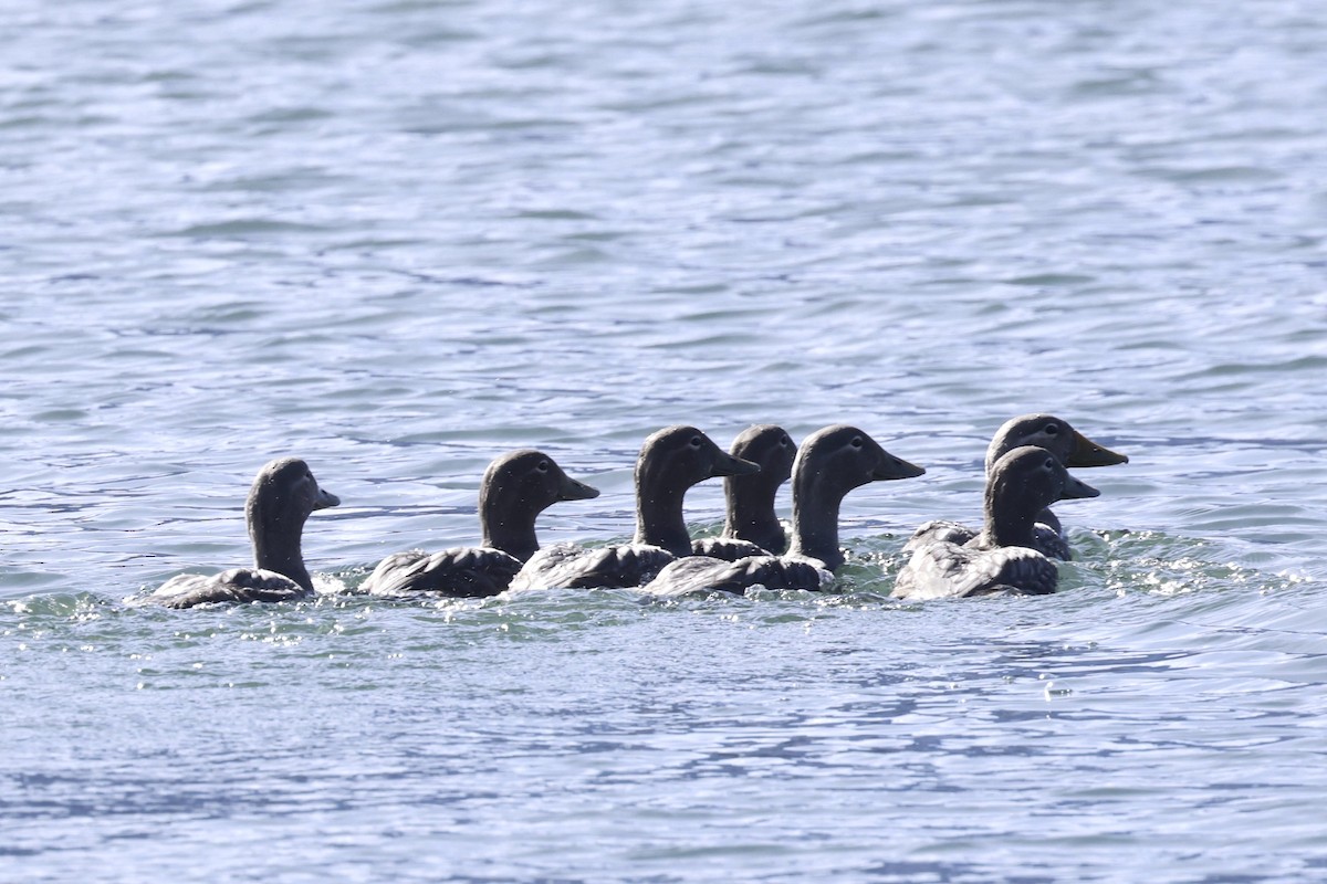 Flightless Steamer-Duck - ML631592359