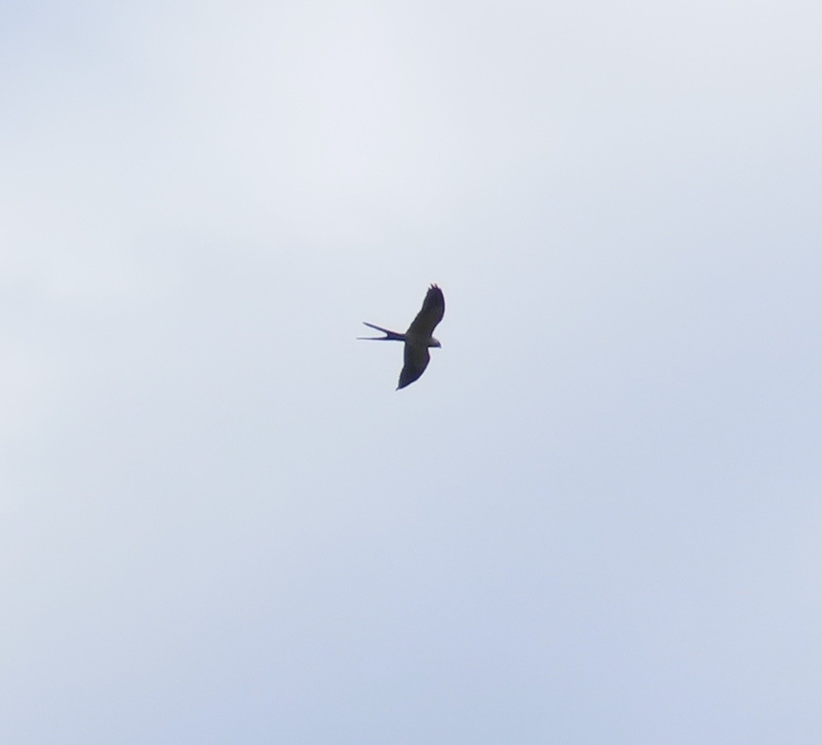 דאה אמריקנית - ML631592515