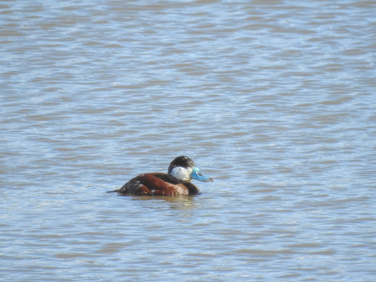 Ruddy Duck - ML631592657