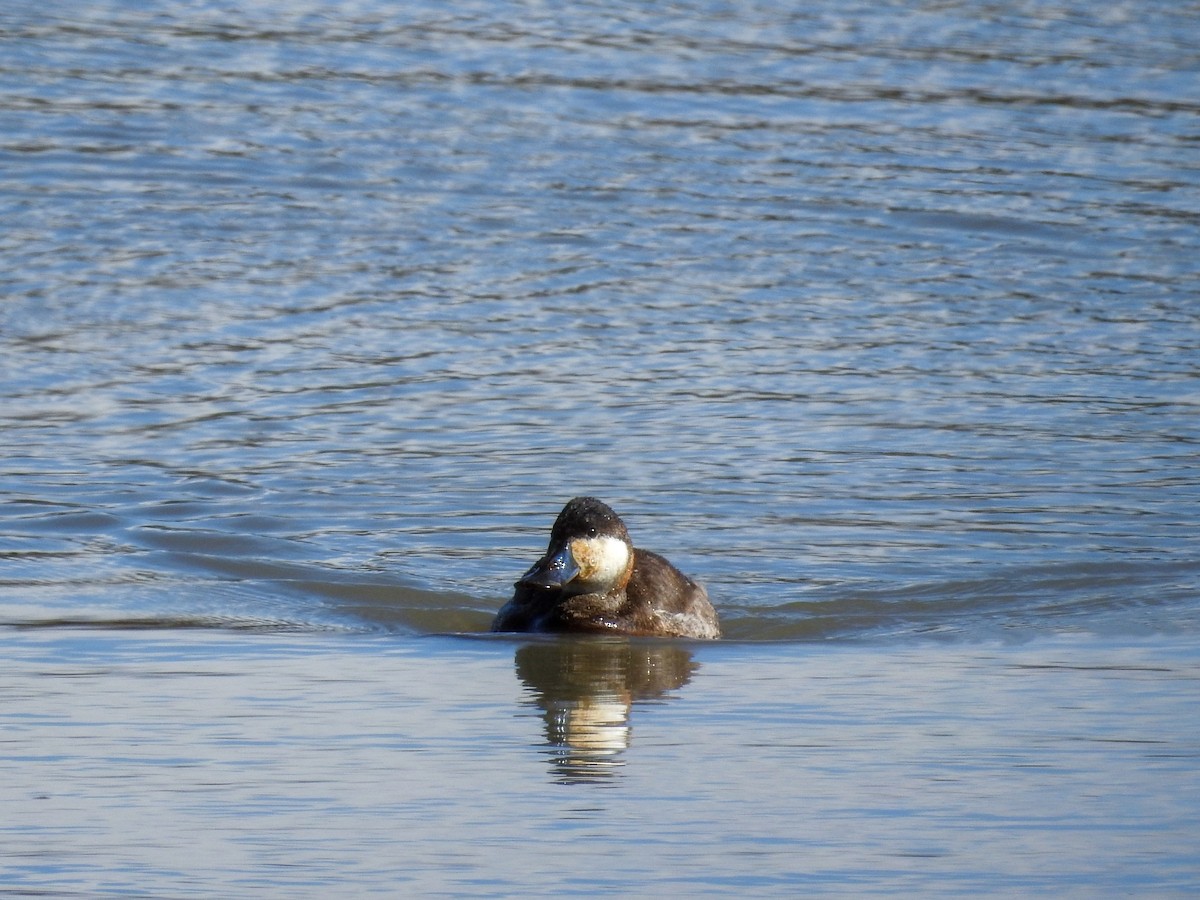 Ruddy Duck - ML631592658