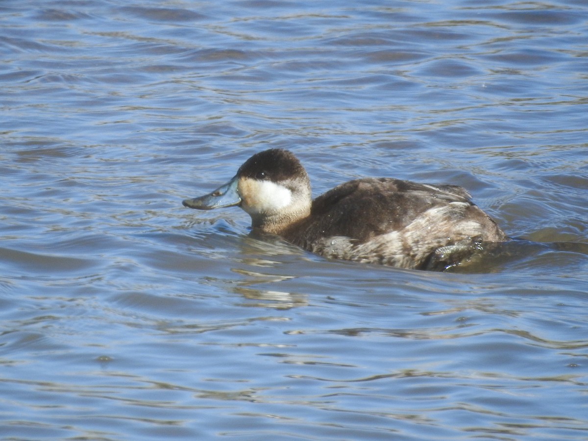 Ruddy Duck - ML631592660