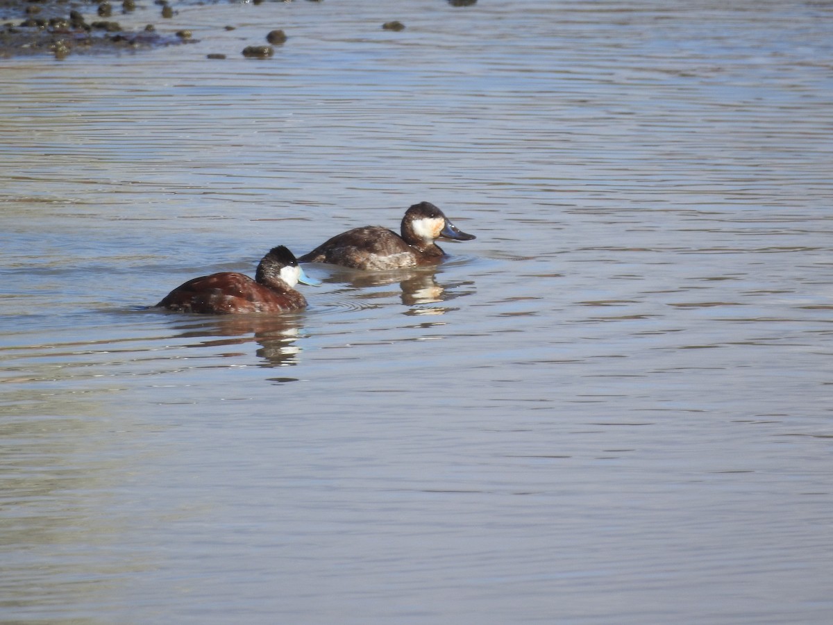 Ruddy Duck - ML631592662