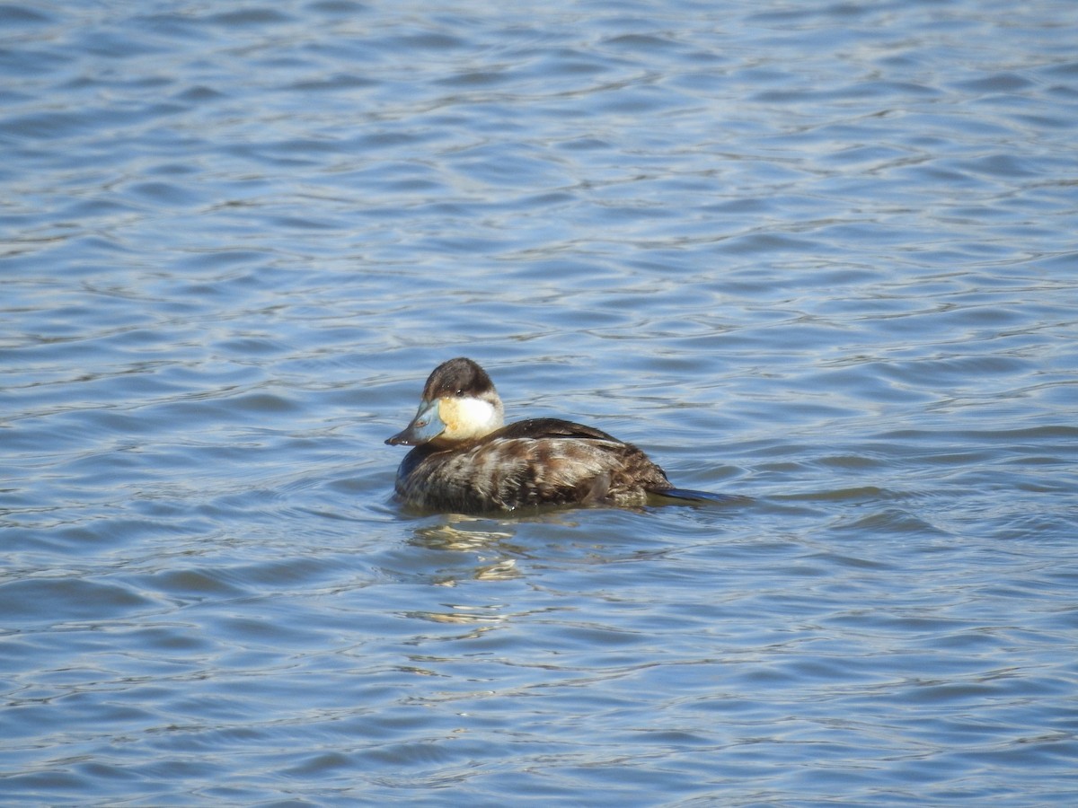 Ruddy Duck - ML631592663