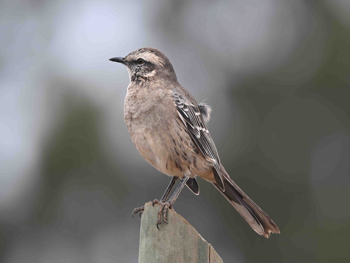 Chilean Mockingbird - ML631592665