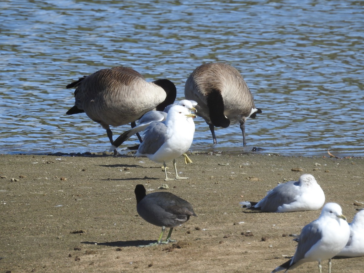 California Gull - ML631592673