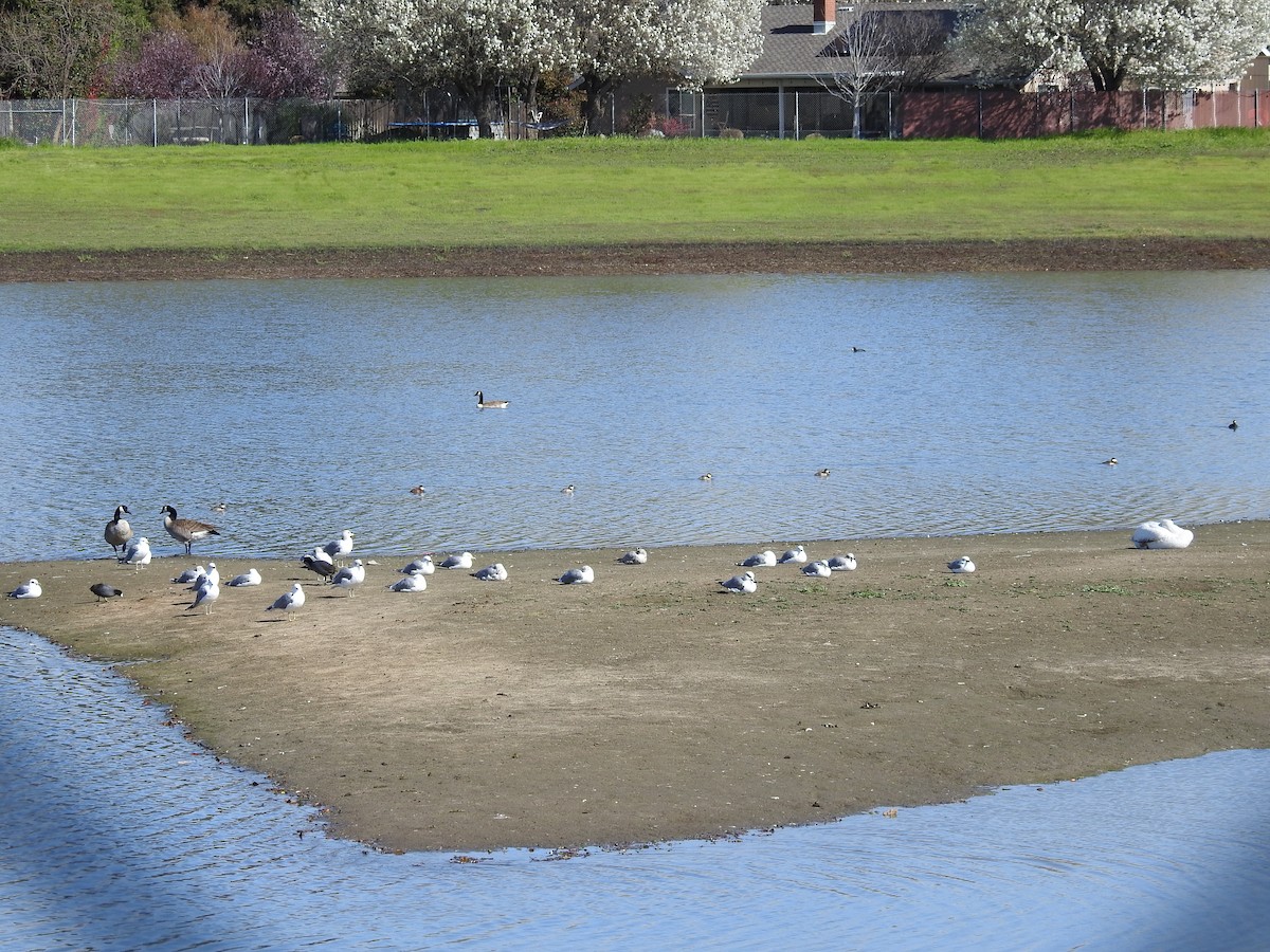 California Gull - ML631592674