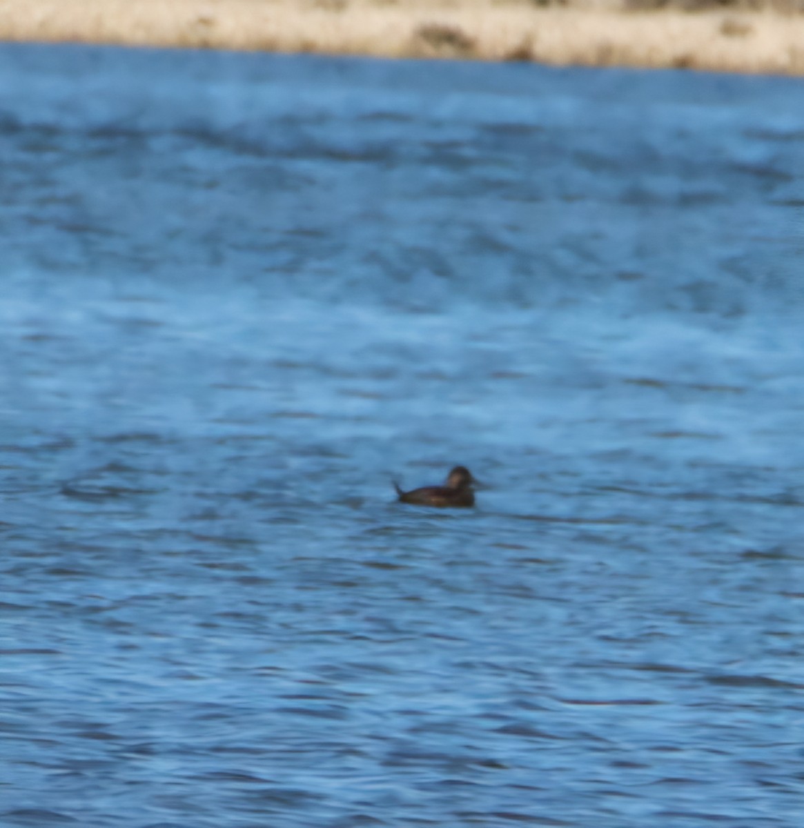Ruddy Duck - ML631592679