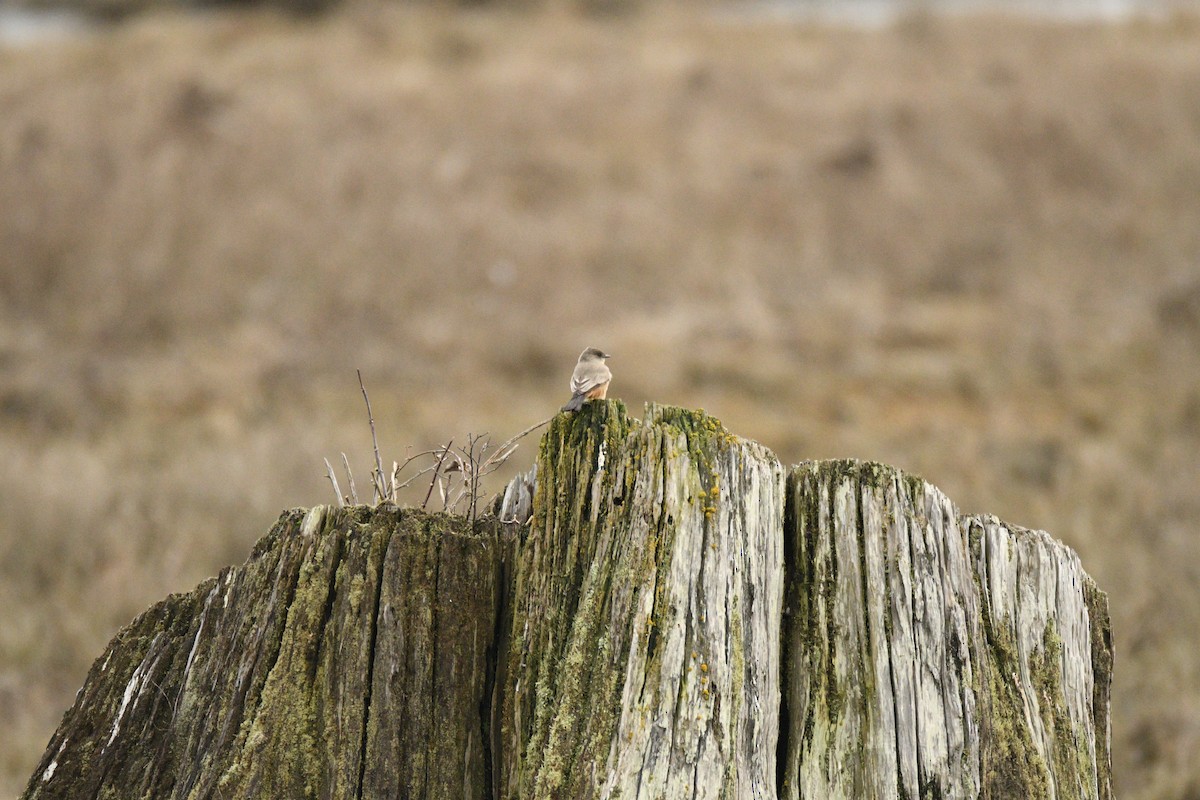 Say's Phoebe - ML631592752