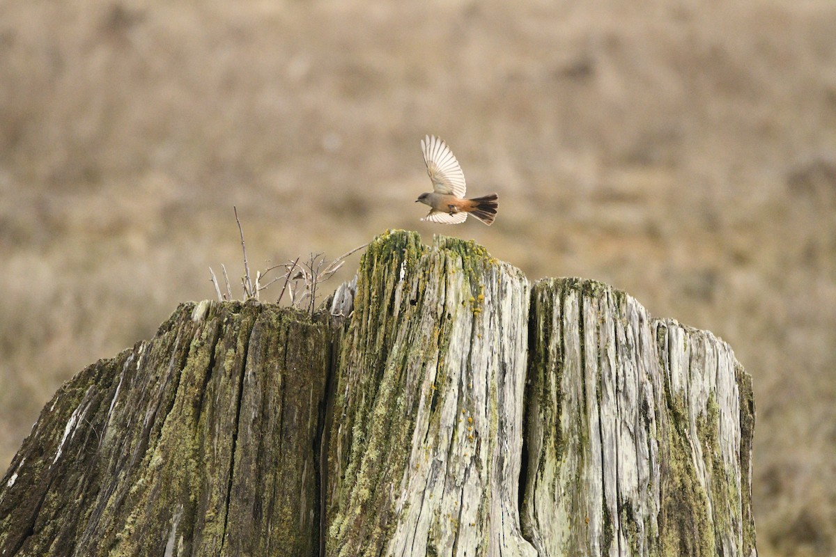 Say's Phoebe - ML631592753