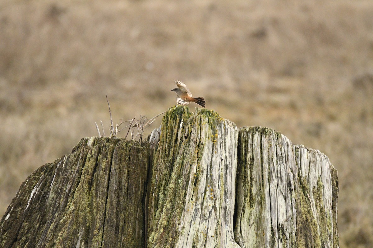 Say's Phoebe - ML631592754