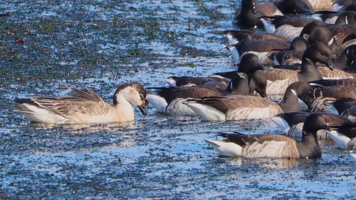Snow Goose x Brant (hybrid) - ML631592820
