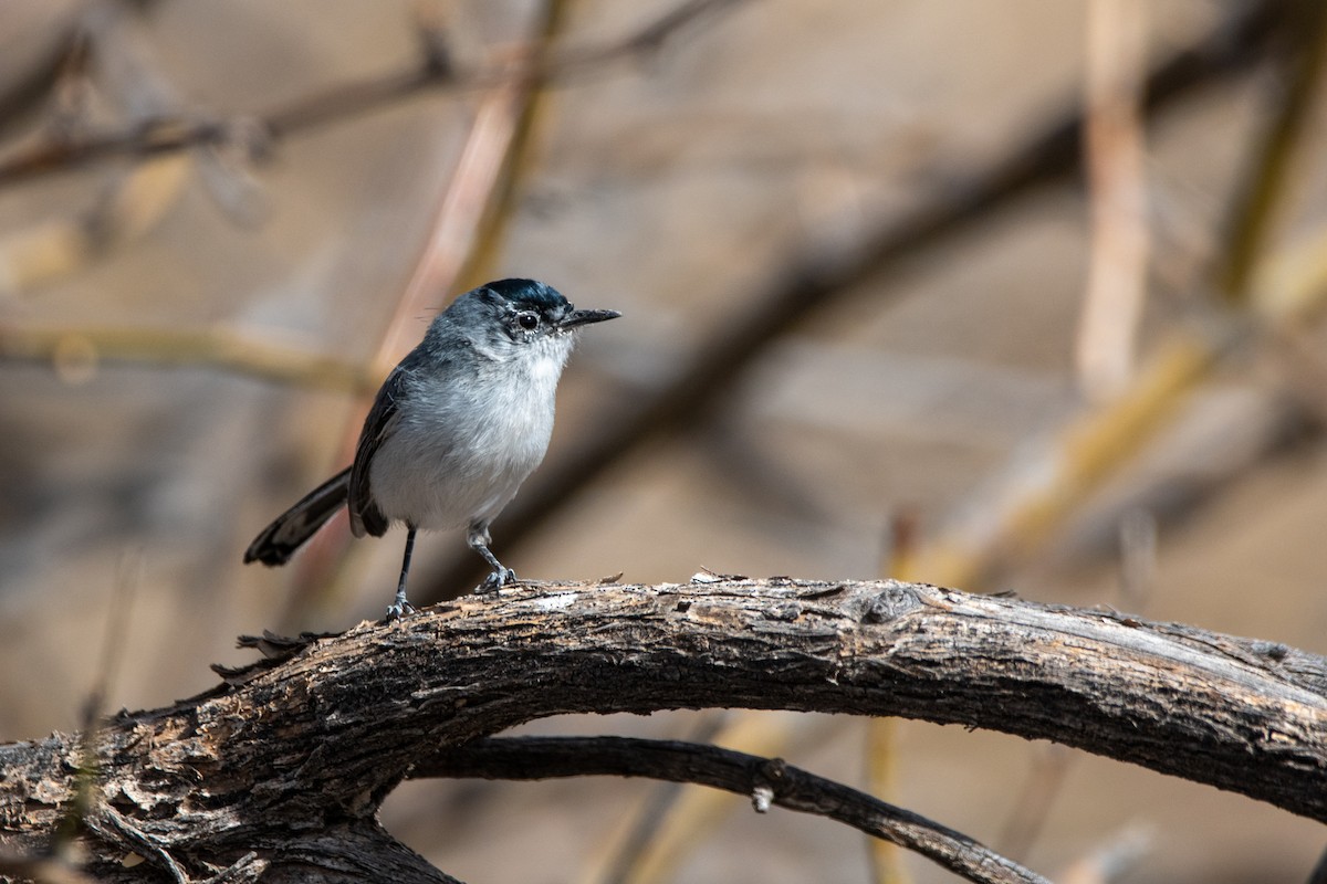 Black-tailed Gnatcatcher - ML631592855