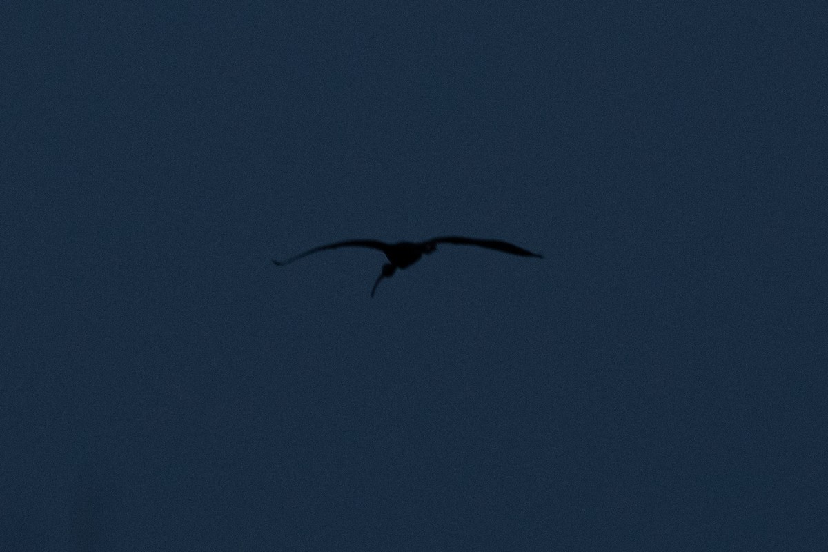 White-faced Ibis - ML631592866