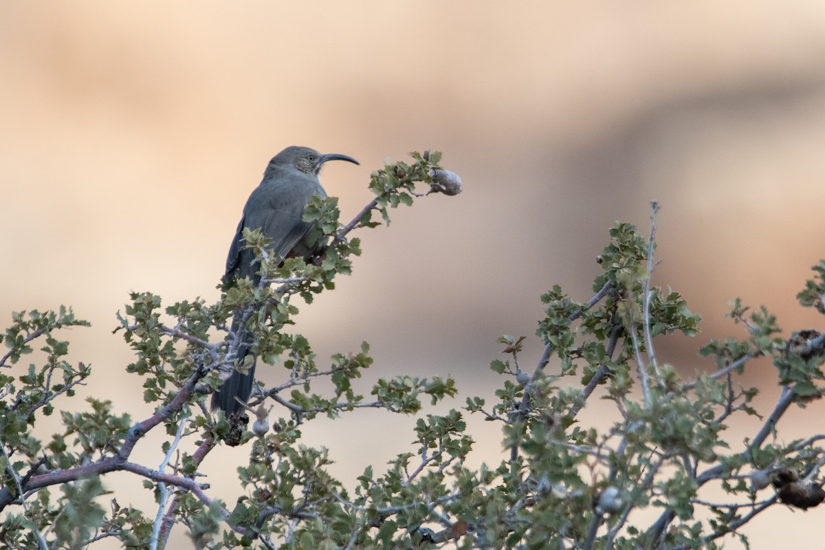 Crissal Thrasher - ML631592876