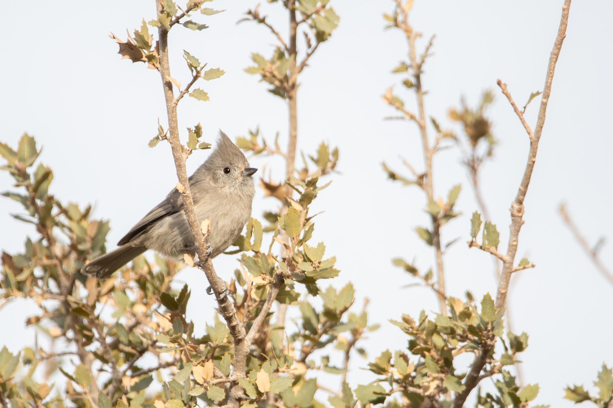 Juniper Titmouse - ML631592878